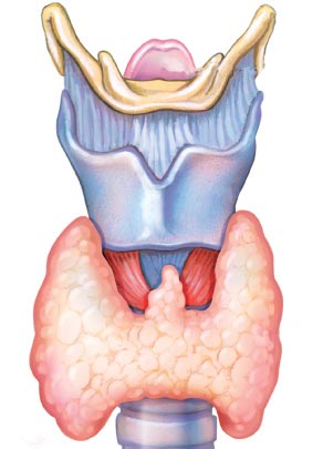 Щитовидная железа человека йод-131